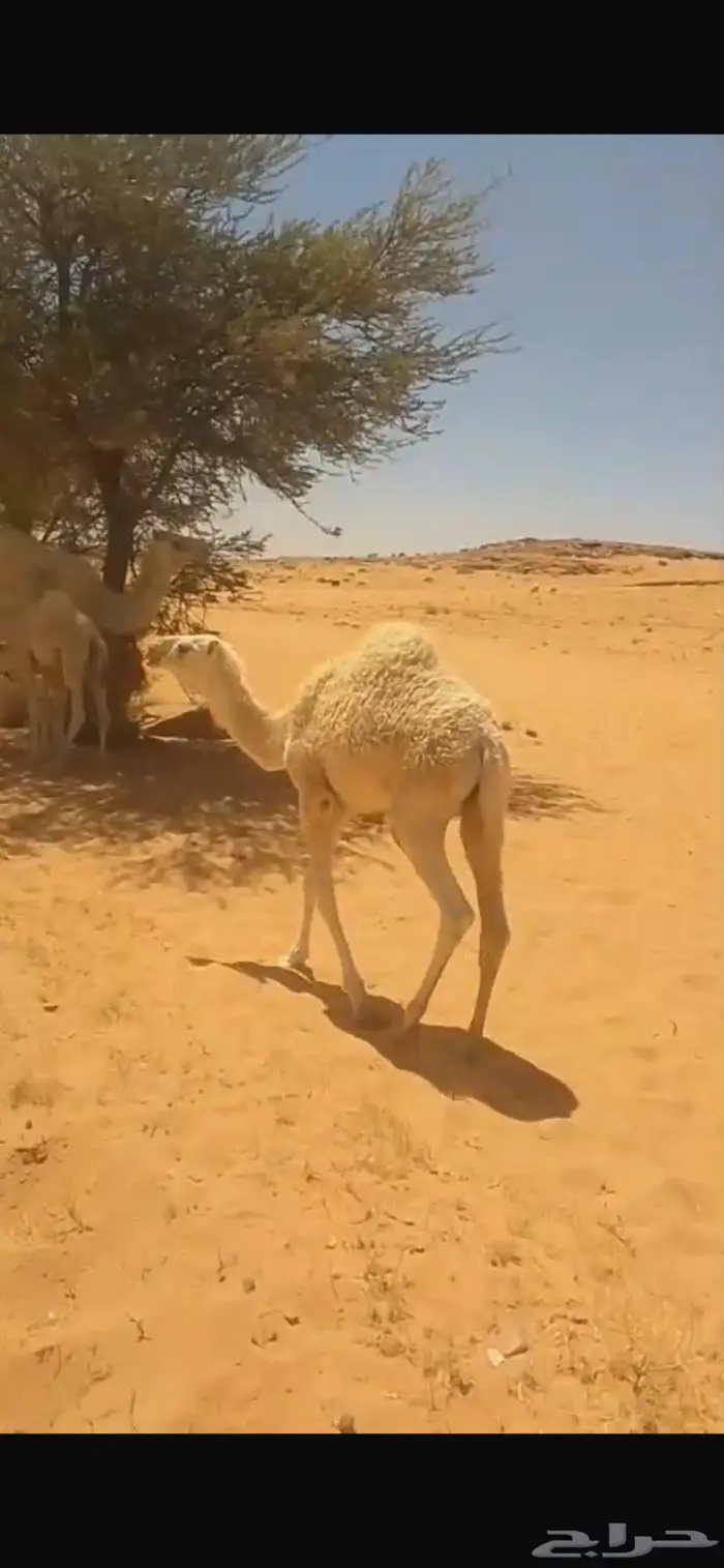 قعدان ثلاثة أعمارها 6 اشهر طيبه بالحيل مغلقه 2