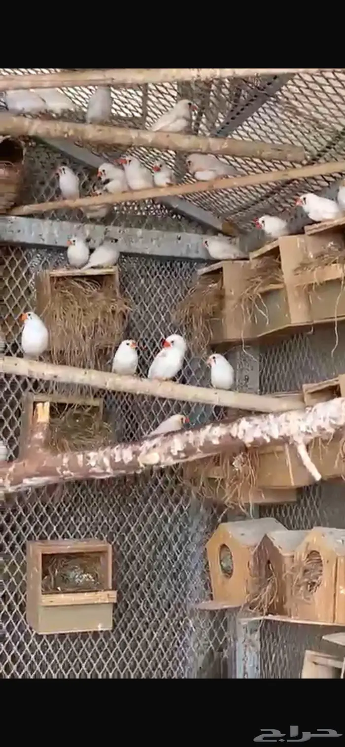 عشة زيبراء ابيض استرالي 3
