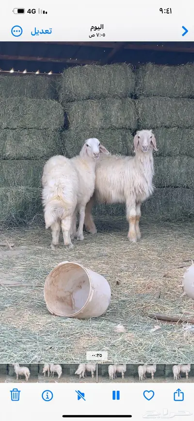 تم البيع   تم البيع 0