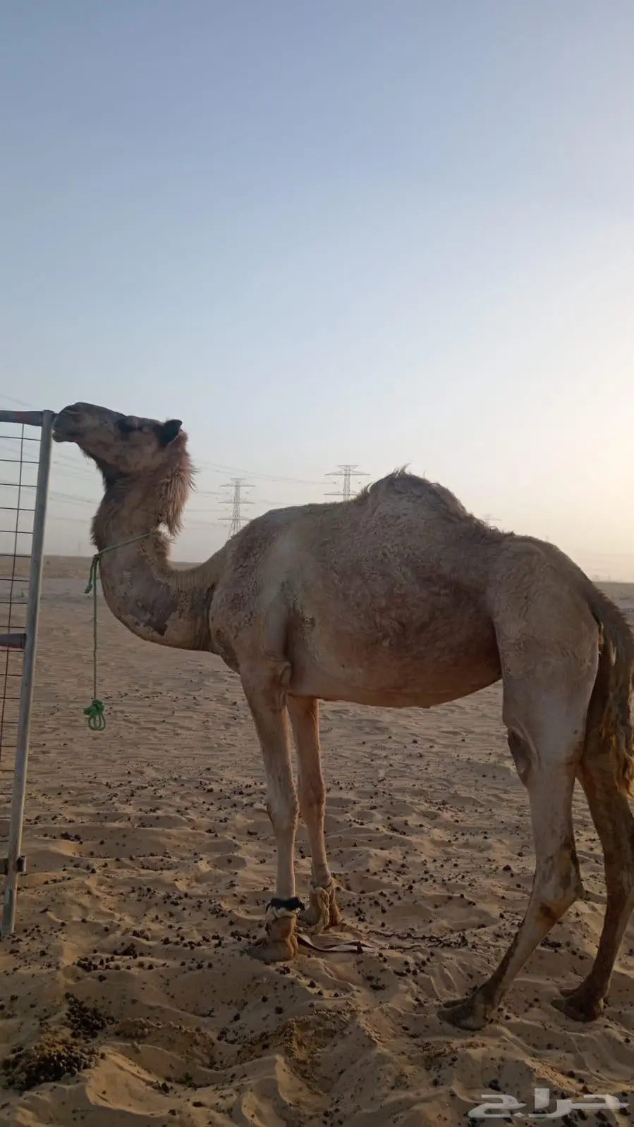 رحول 0