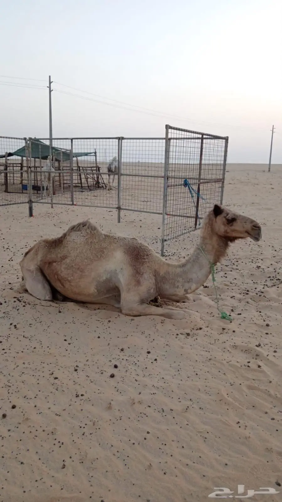 رحول 1