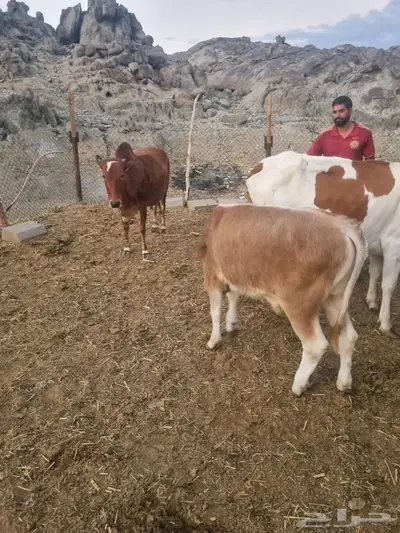 بقر   حسيل ثور index