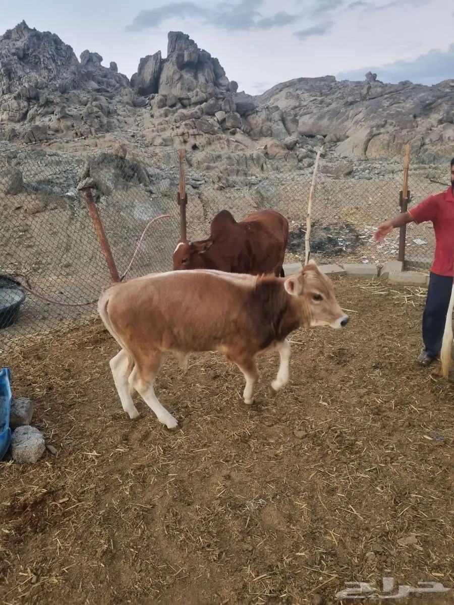 بقر   حسيل ثور 5