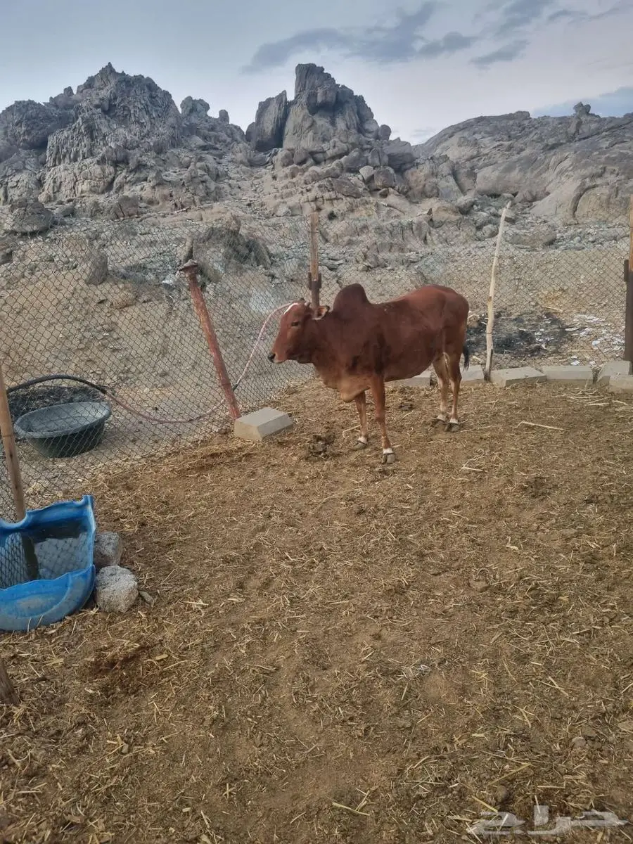 بقر   حسيل ثور 3