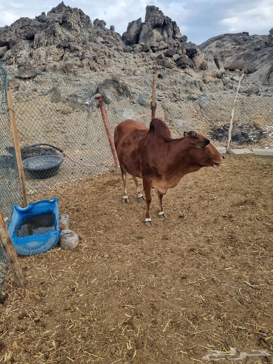 بقر   حسيل ثور 0