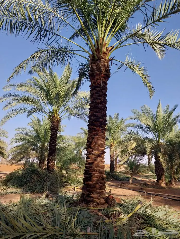 نخل عربي 8