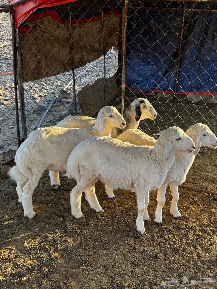 طليان للبيع 4