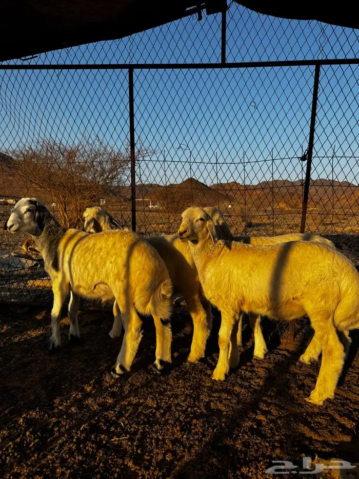 طليان للبيع 6