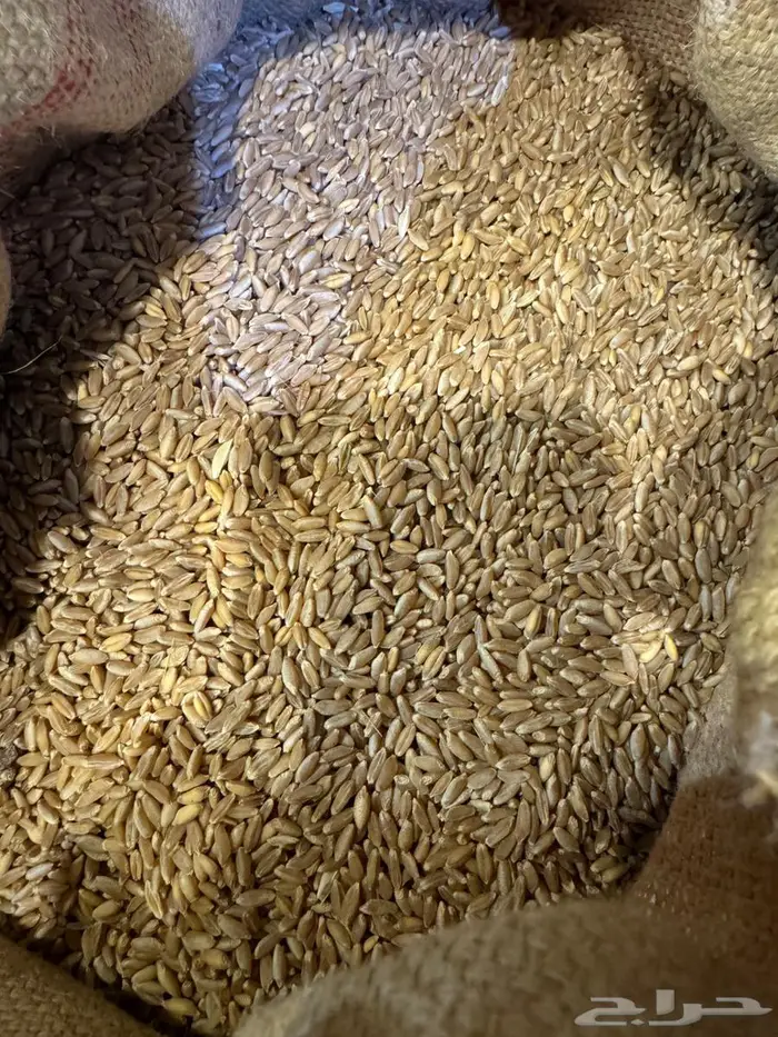 حب ب ر بلسمر 1