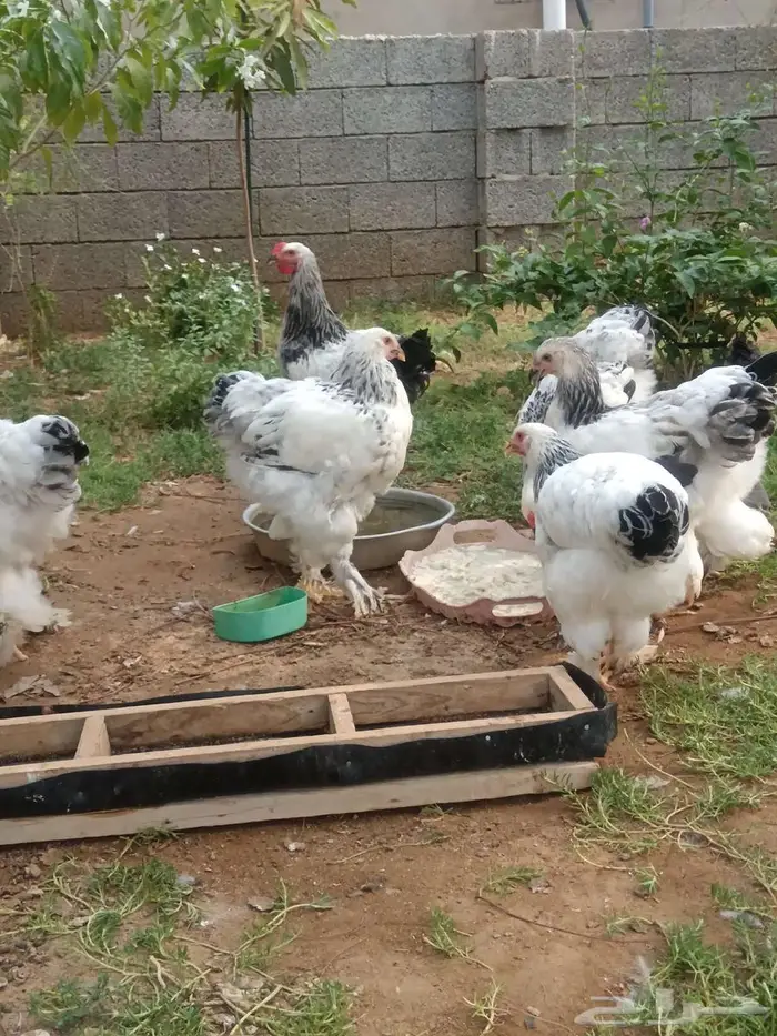 للبيع دجاج براهما كولومبي العمر حول اربعه أشهر ونصف 3