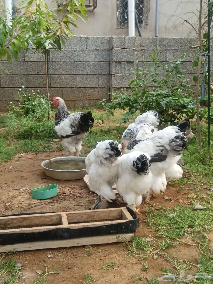 للبيع دجاج براهما كولومبي العمر حول اربعه أشهر ونصف 0
