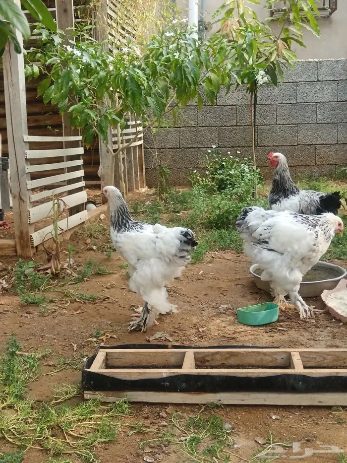 للبيع دجاج براهما كولومبي العمر حول اربعه أشهر ونصف 2