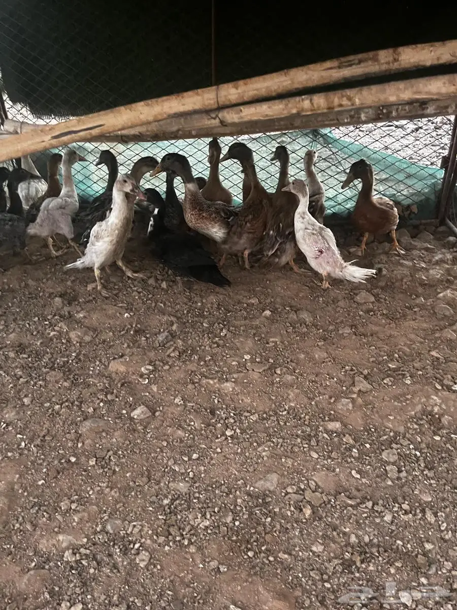 بط بشاير 3