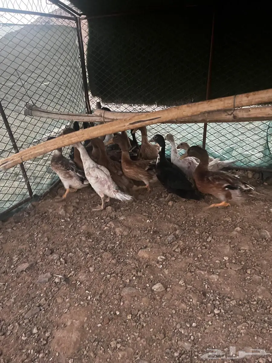 بط بشاير 4