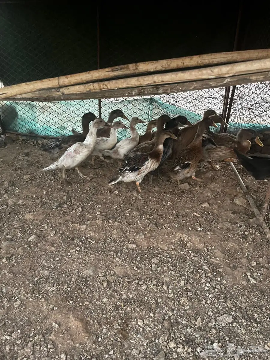 بط بشاير 5