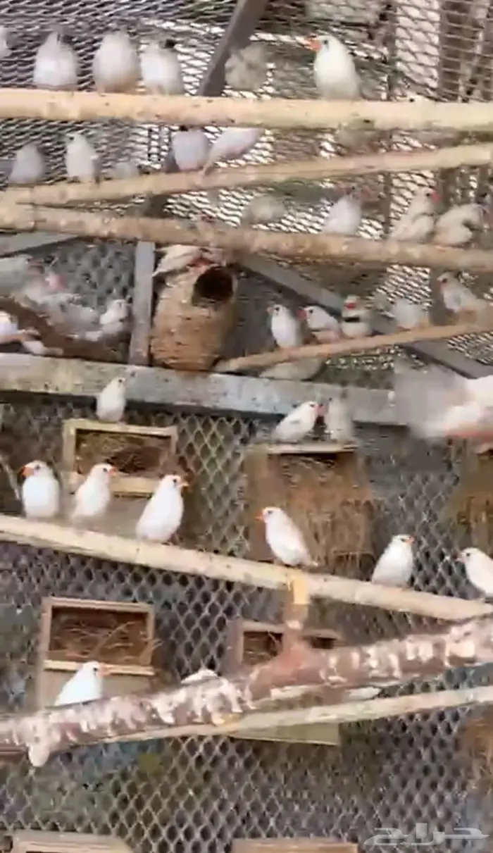 عشة زيبراء ابيض استرالي 2