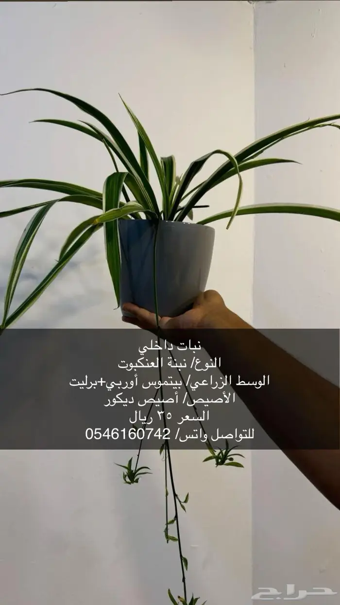 نبات داخلي 0