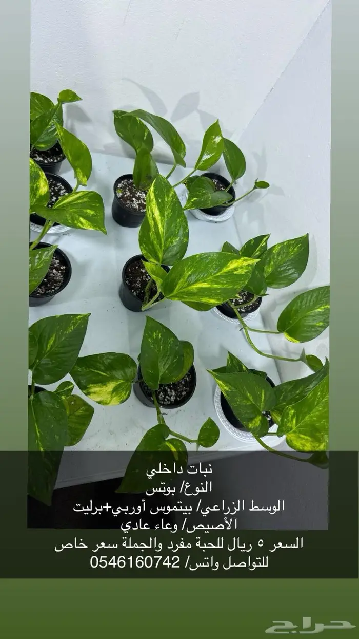 نبات داخلي 1