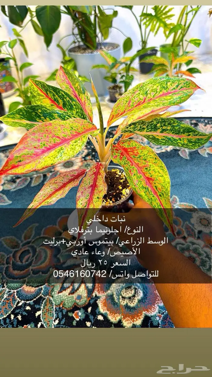 نبات داخلي 4