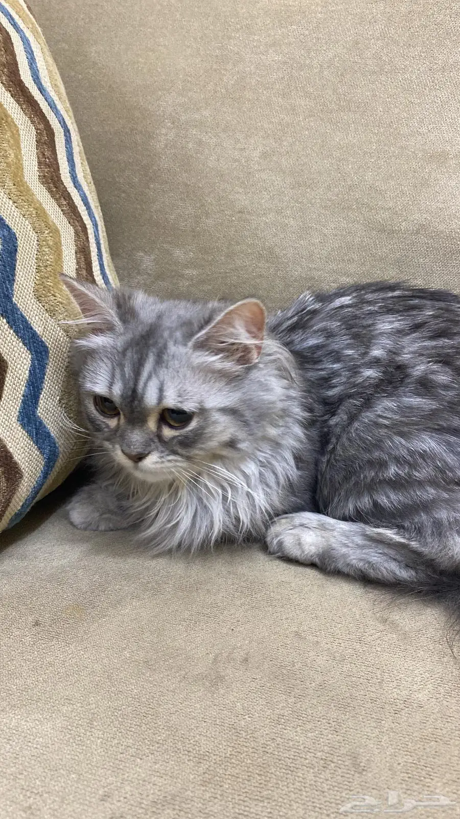 قطة persian 0