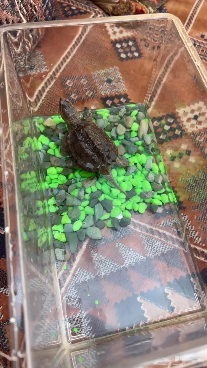 سلحفاة النهاشة 2
