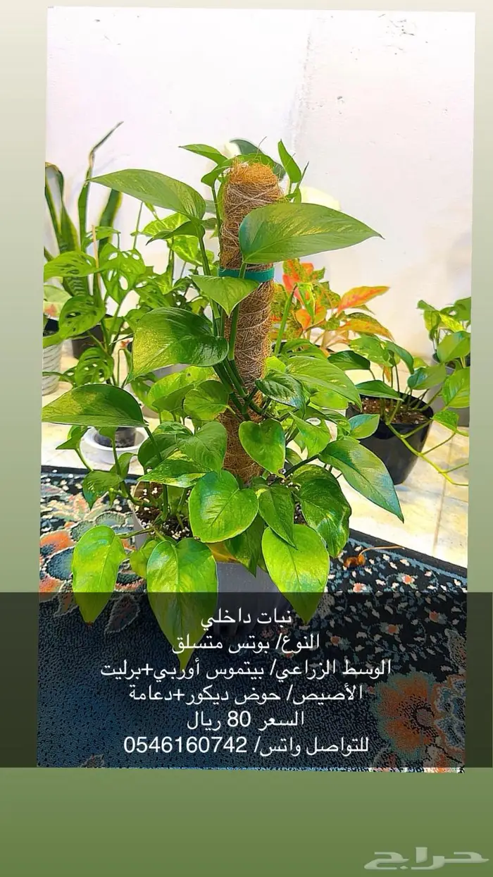 نبات داخلي 2
