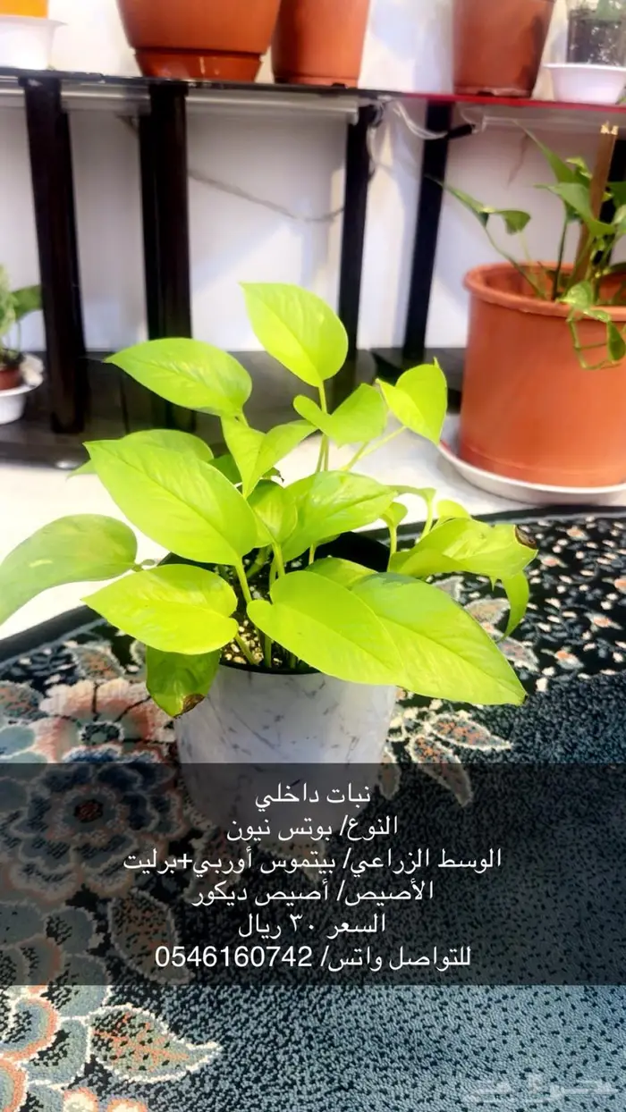 نبات داخلي 3