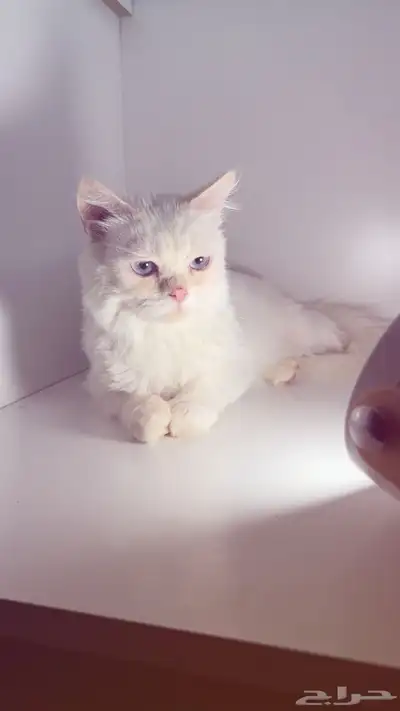 قط لتبني مجانا 3