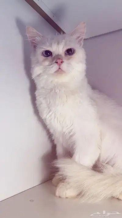 قط لتبني مجانا 1