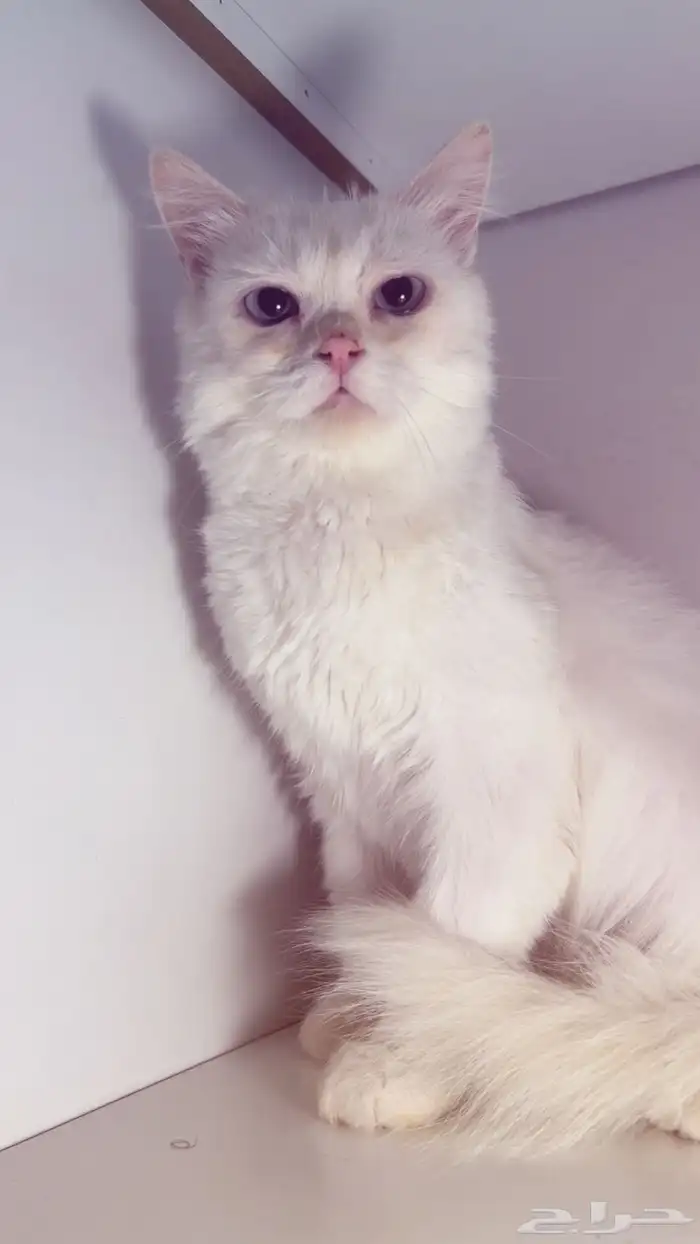 قط لتبني مجانا 1