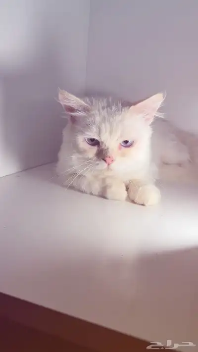 قط لتبني مجانا 2