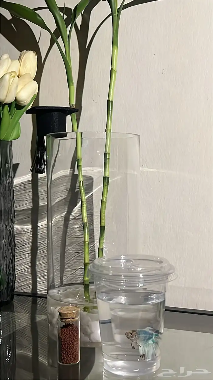 سمك زينه ( فايتر ) 0