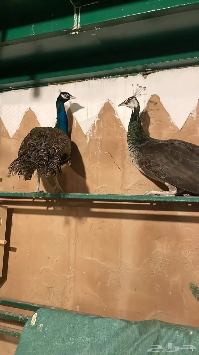 طائوس 1