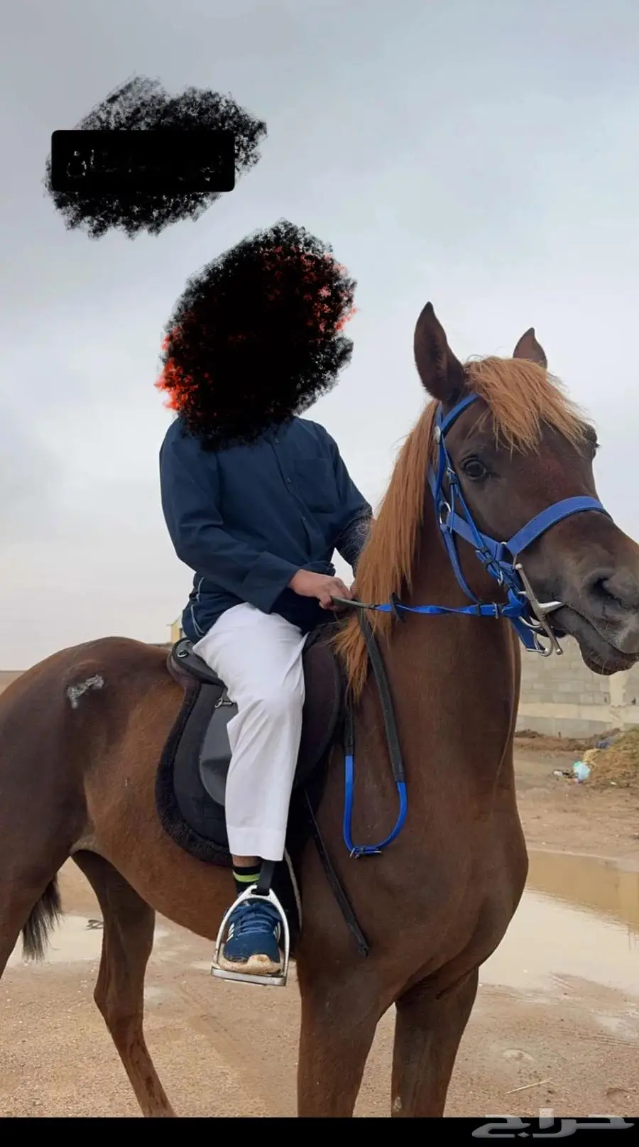 فرس شقرا واهو 0