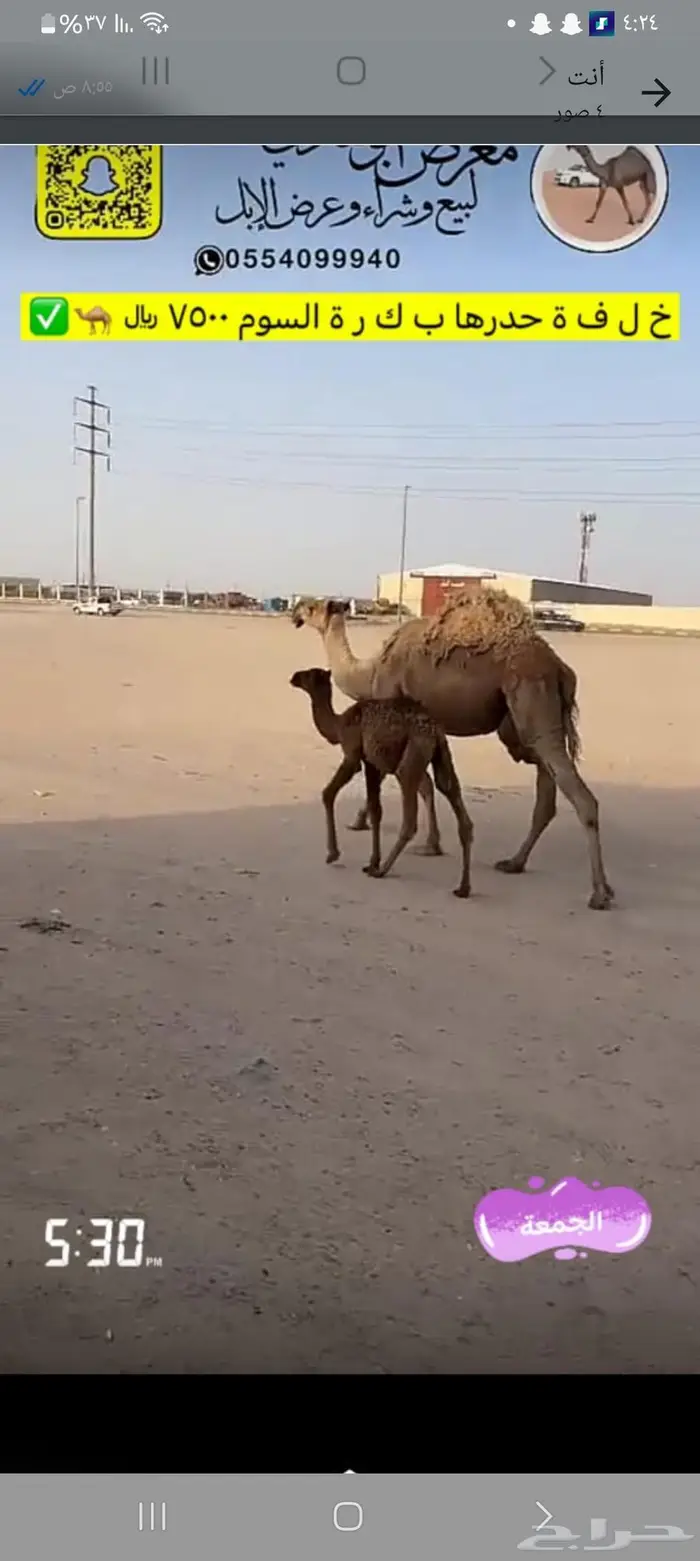 بكره عمرها شهرين تاكل الغلف 0