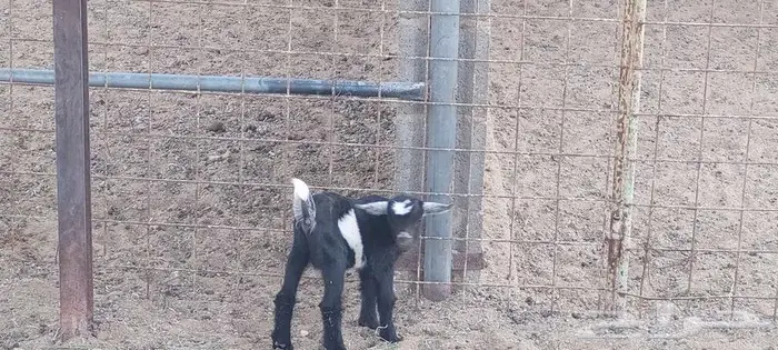 ماعز قزمي ذكر عمر اسبوع 6