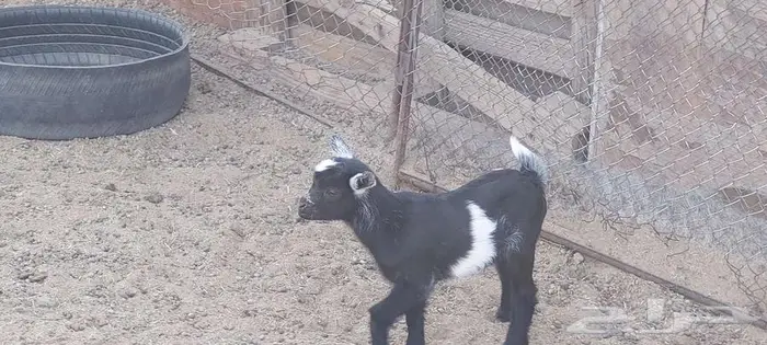 ماعز قزمي ذكر عمر اسبوع 5