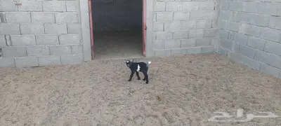 ماعز قزمي ذكر عمر اسبوع 3