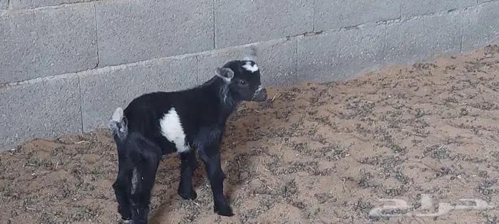 ماعز قزمي ذكر عمر اسبوع 0