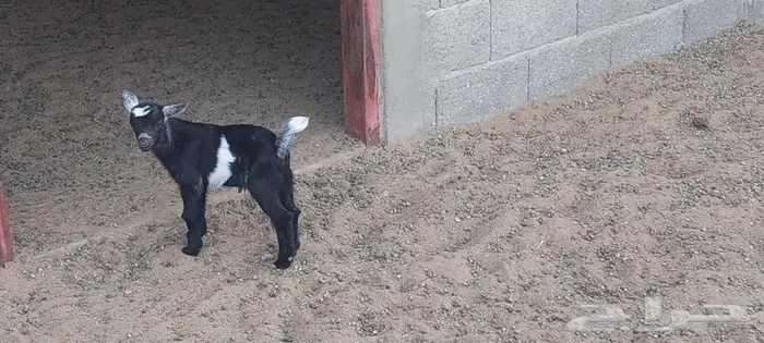 ماعز قزمي ذكر عمر اسبوع 2