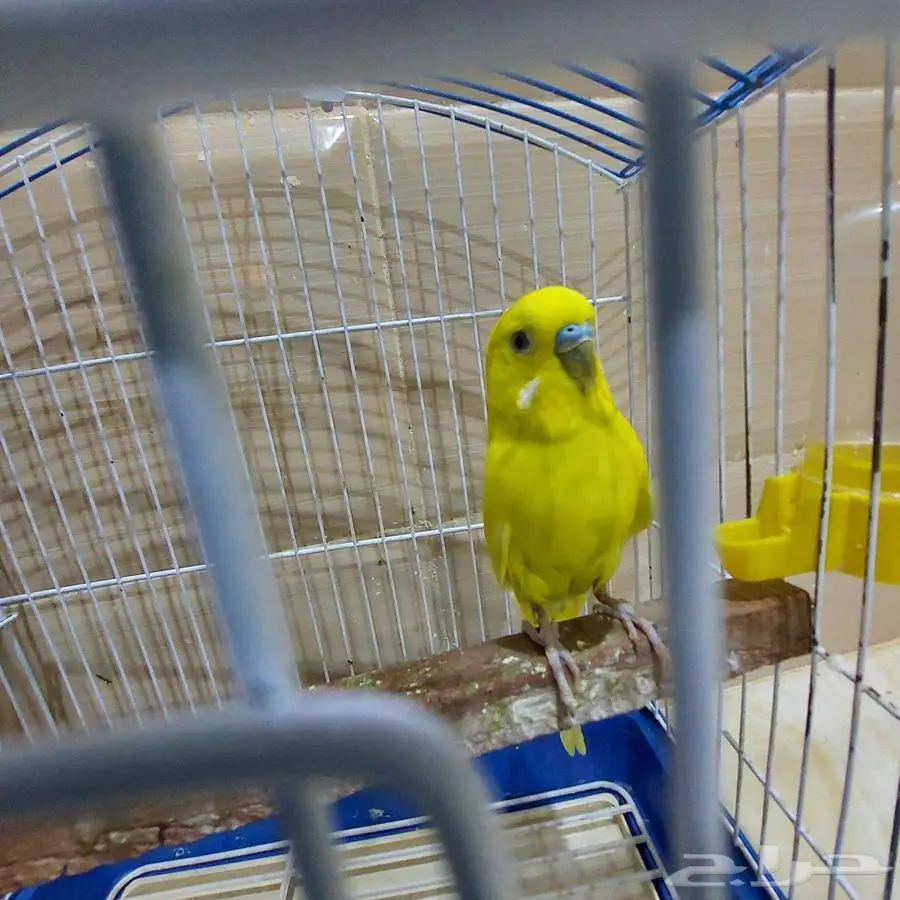 ذكر بادجي 1