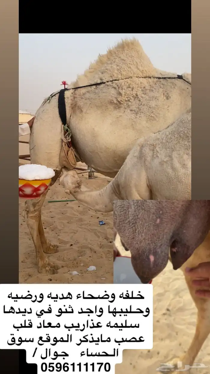 خلفه وضحاء 0