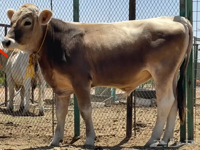 ثور سويسري من سلاله فاخره 3