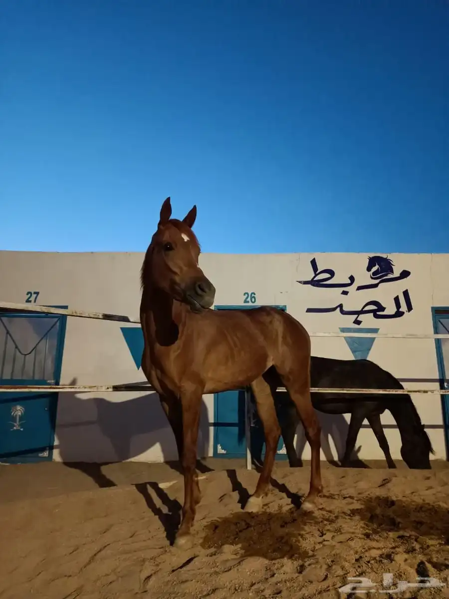 فرس ومهره 0
