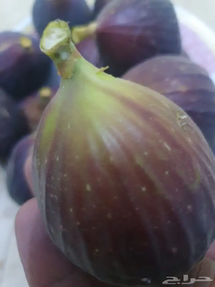 شتلات فواكه بلدي 6