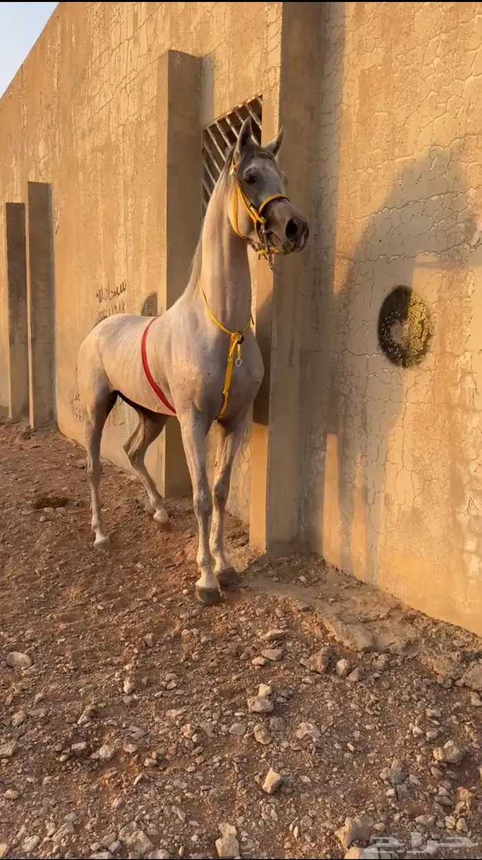 حصان واهو 6