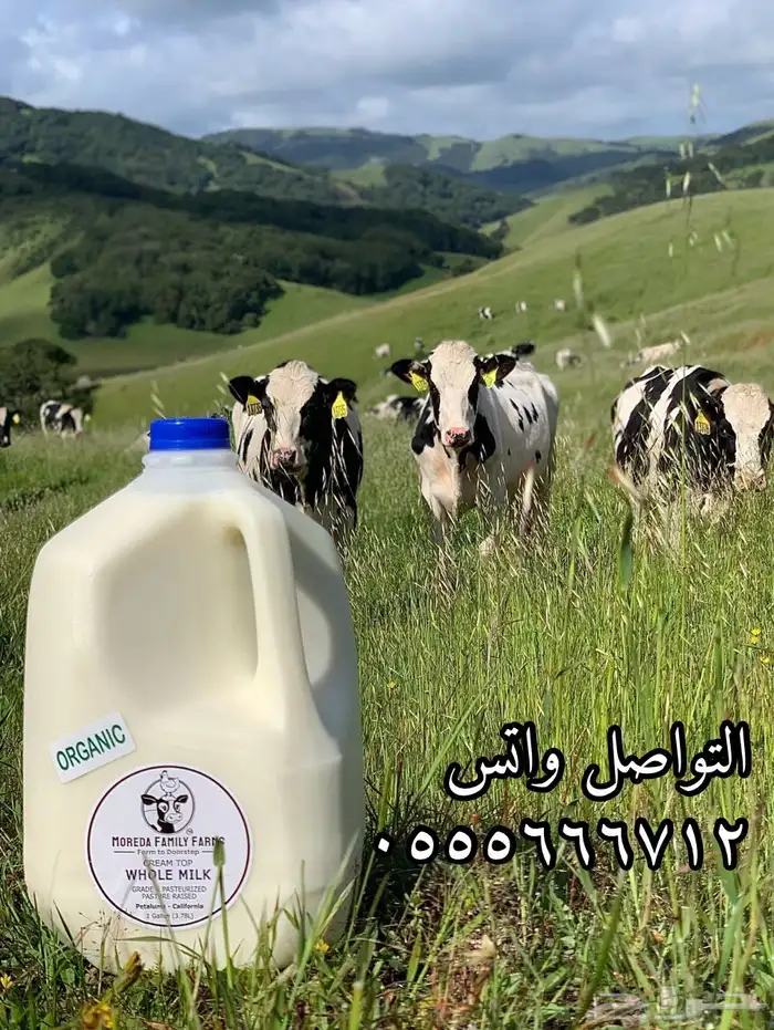 اللبان و مشتقاتها 0
