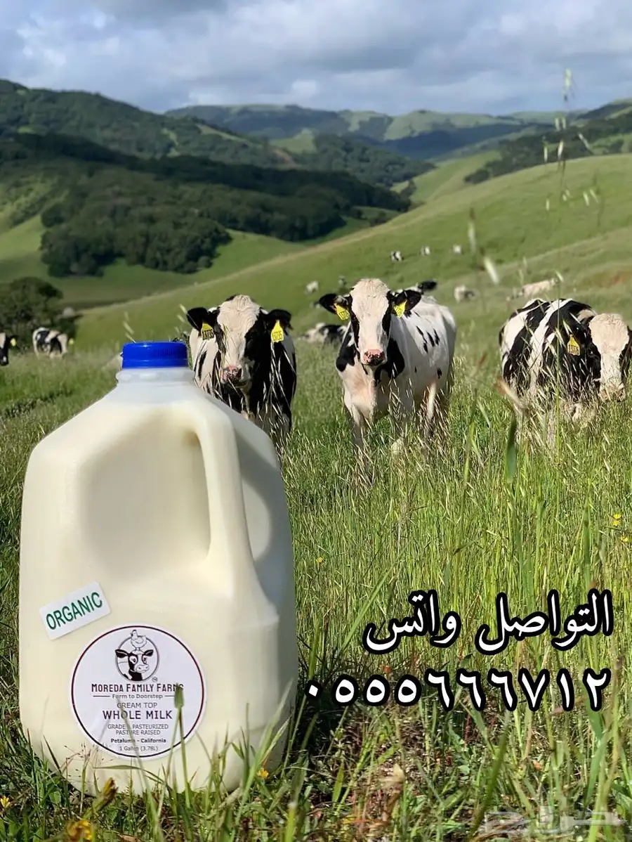 اللبان و مشتقاتها 0