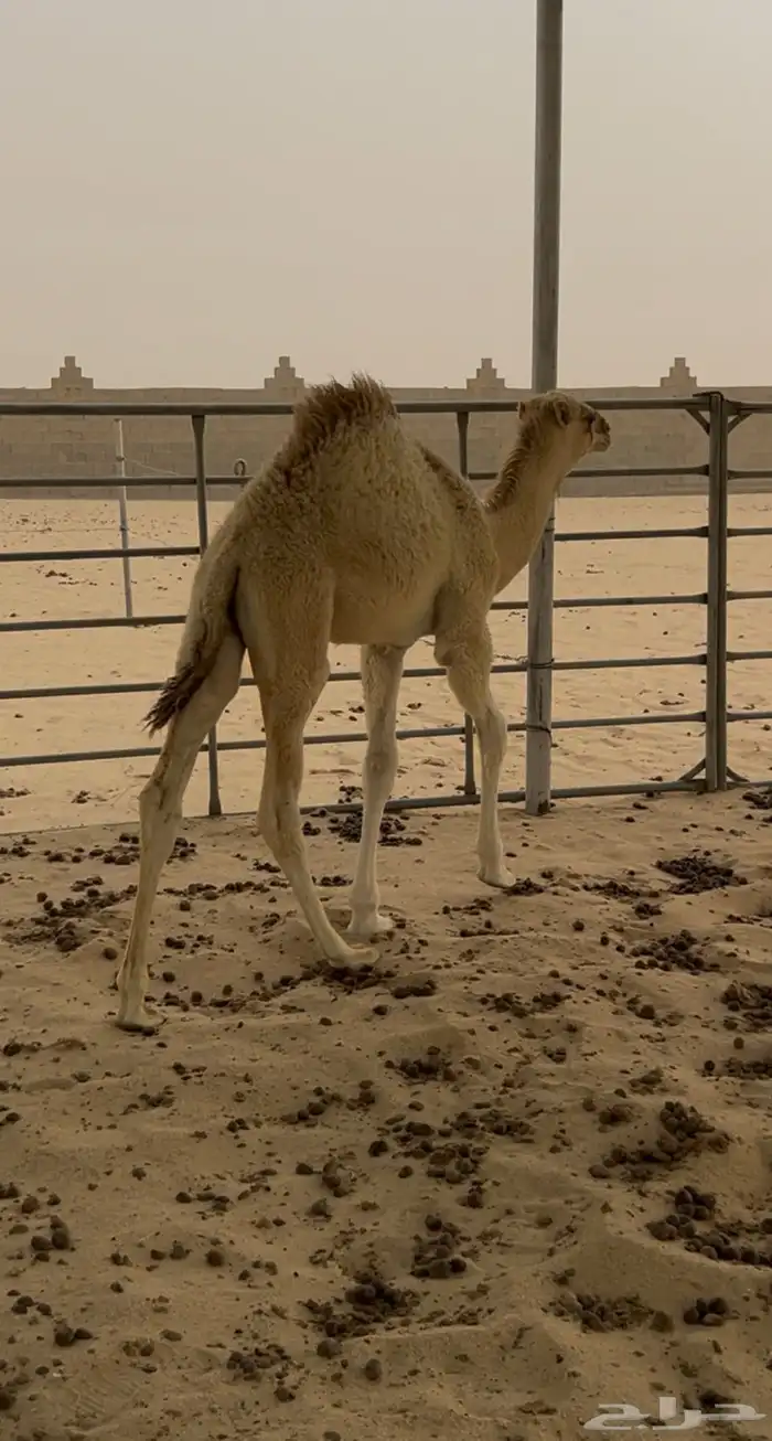 للبيع قعود طيب العمر اربع شهور. 0