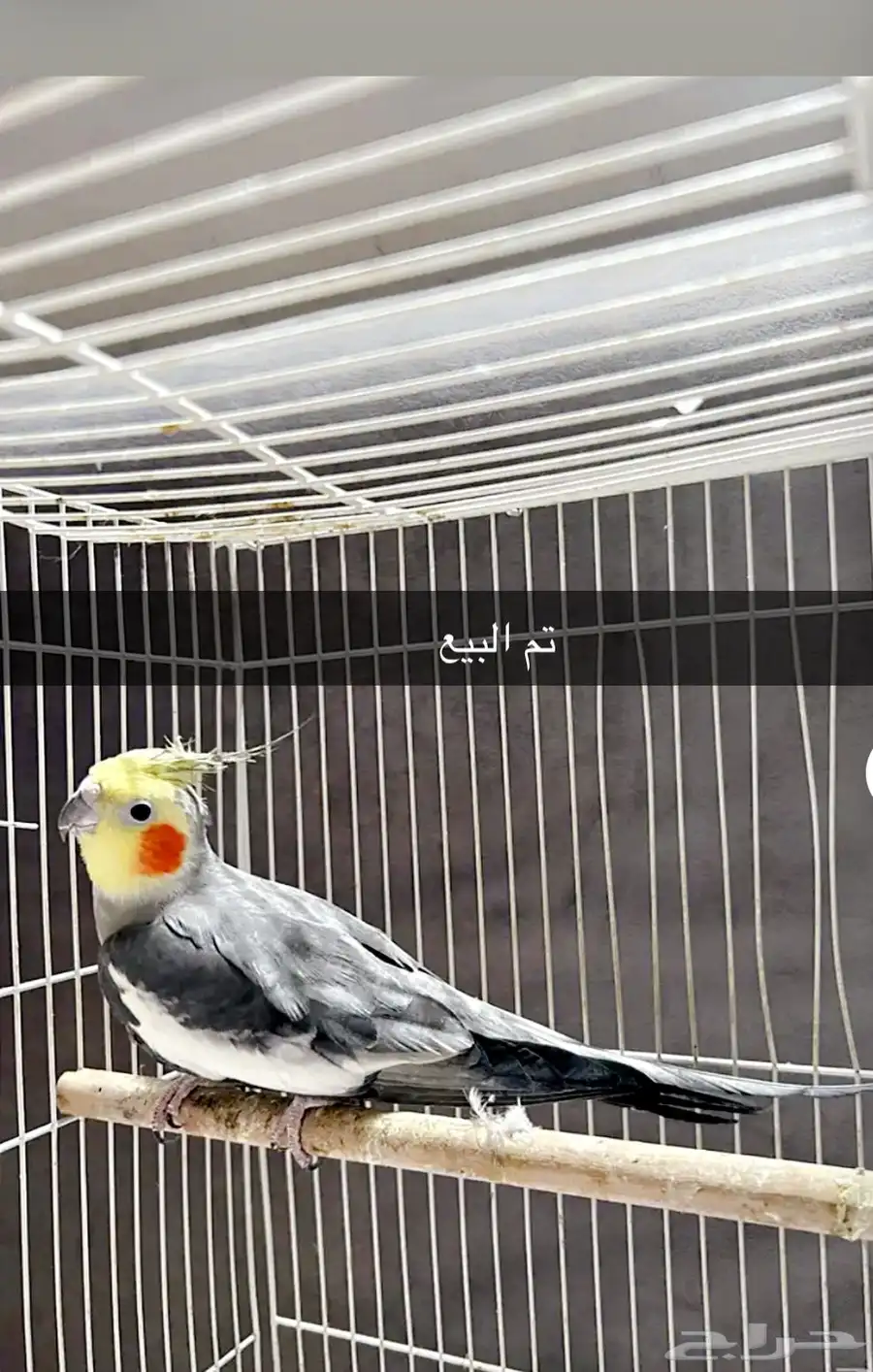 كروان 0